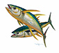 John Carroll Doyle Originals 'Yellow Fin Tuna�